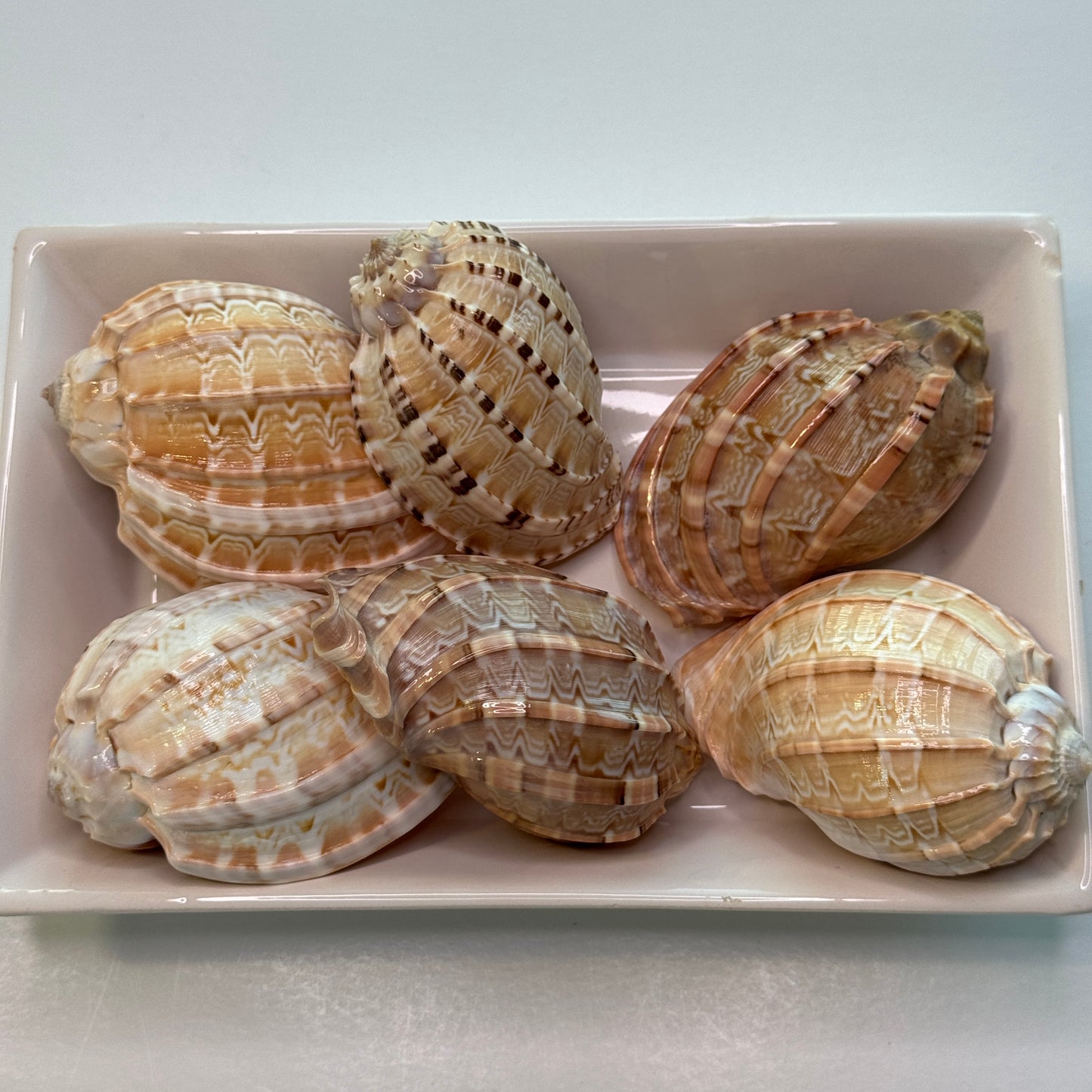 Harp Shell, lightweight harp seashell, perfect for decor, collecting, and crafting, pretty seashells