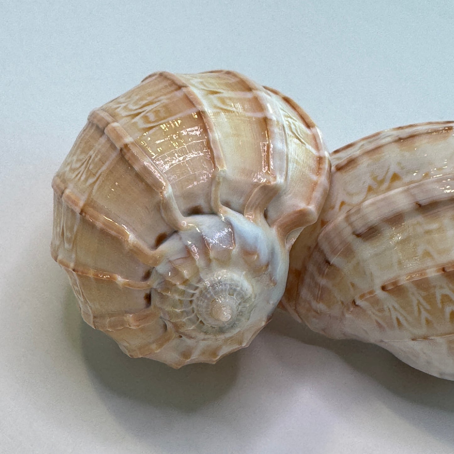 Harp Shell, lightweight harp seashell, perfect for decor, collecting, and crafting, pretty seashells