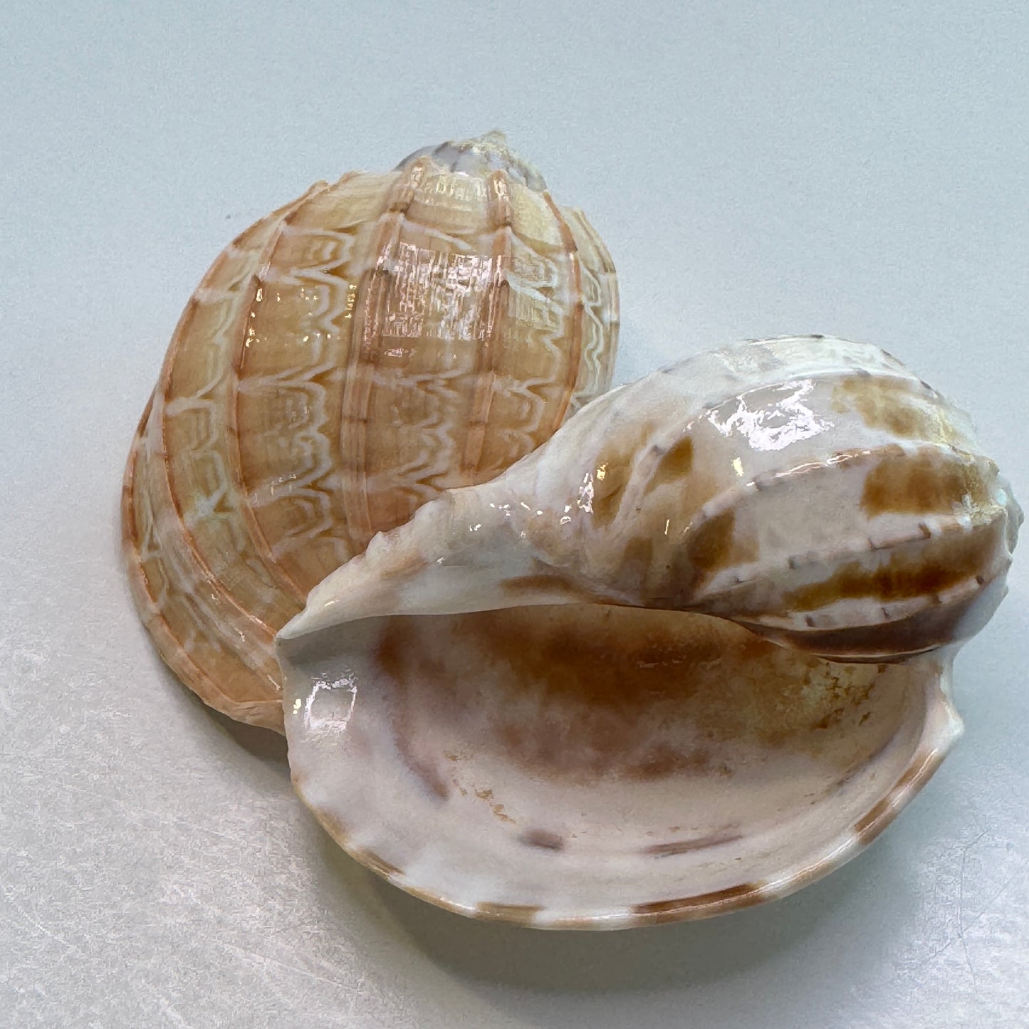 Harp Shell, lightweight harp seashell, perfect for decor, collecting, and crafting, pretty seashells