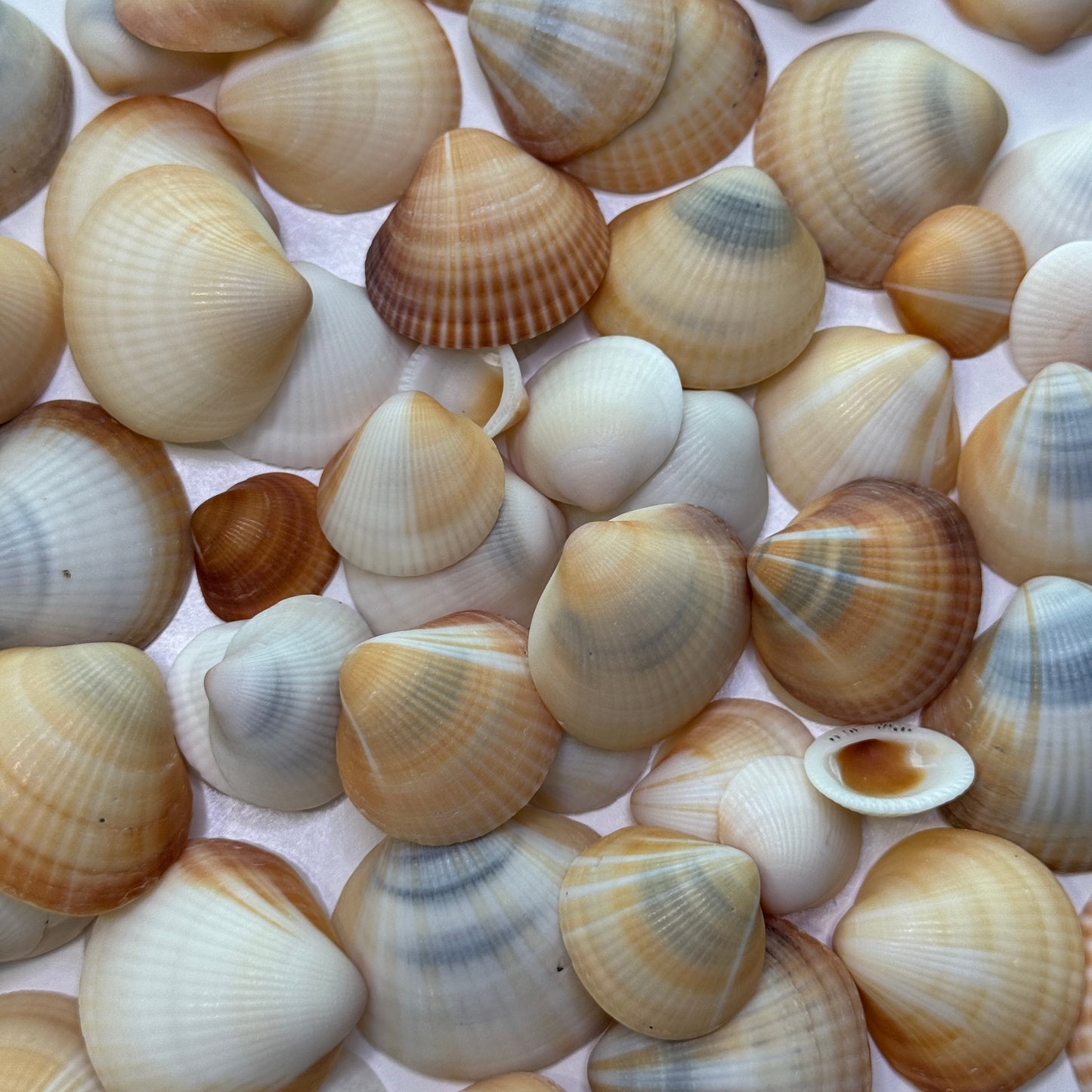 Spectral Bittersweet Clams, nice mix of colorful clam shells, thick-round Florida clam seashells