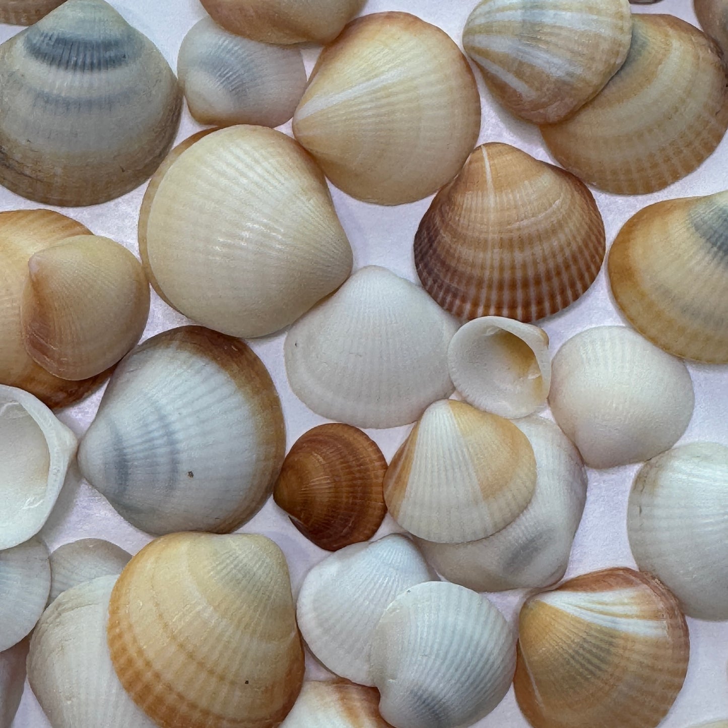 Spectral Bittersweet Clams, nice mix of colorful clam shells, thick-round Florida clam seashells