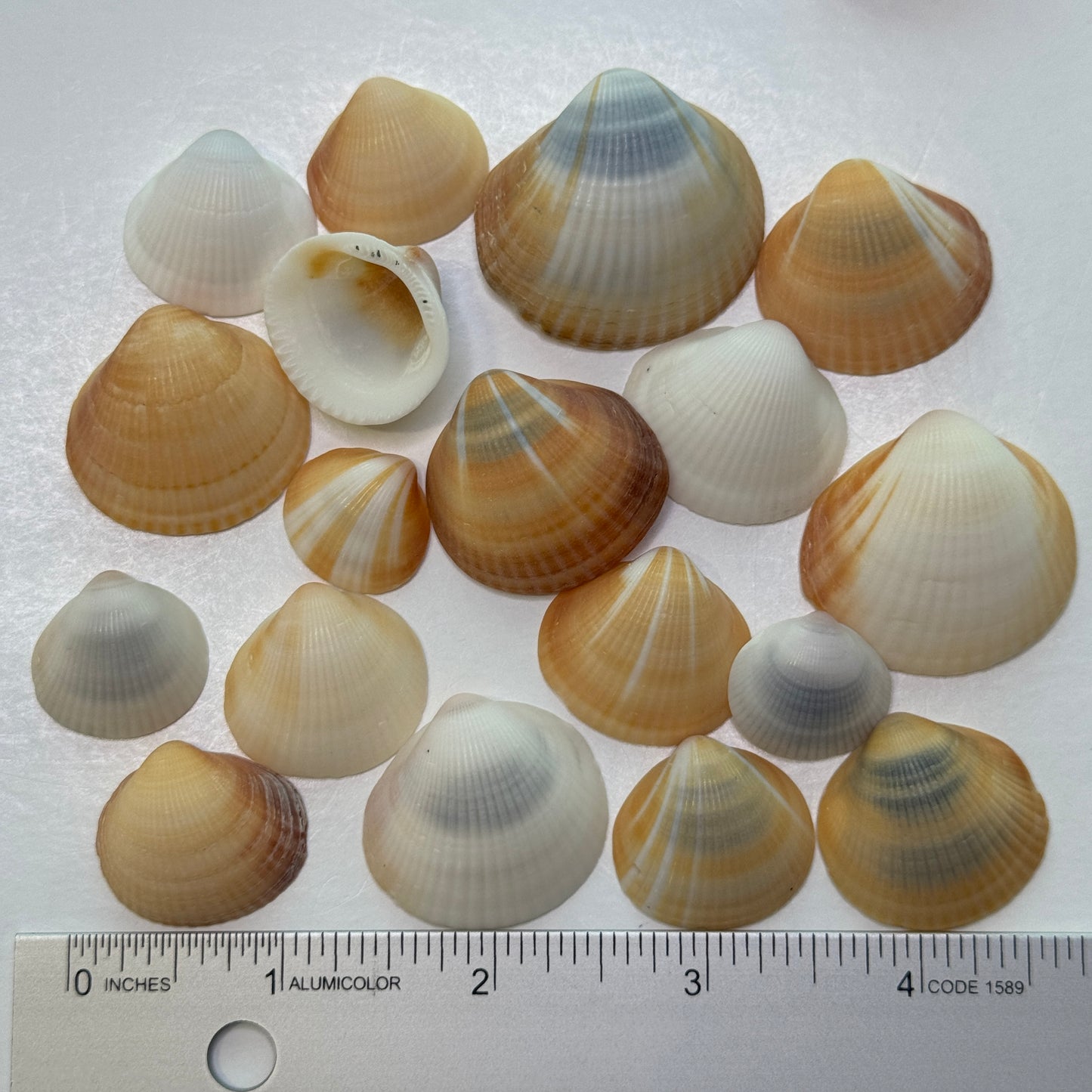 Spectral Bittersweet Clams, nice mix of colorful clam shells, thick-round Florida clam seashells