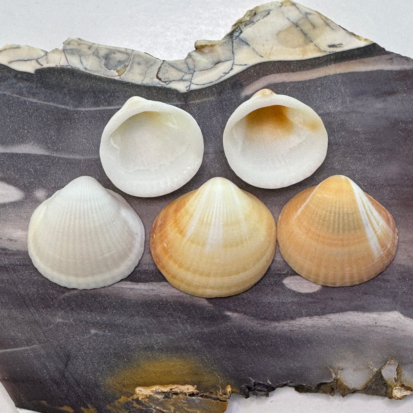 Spectral Bittersweet Clams, nice mix of colorful clam shells, thick-round Florida clam seashells