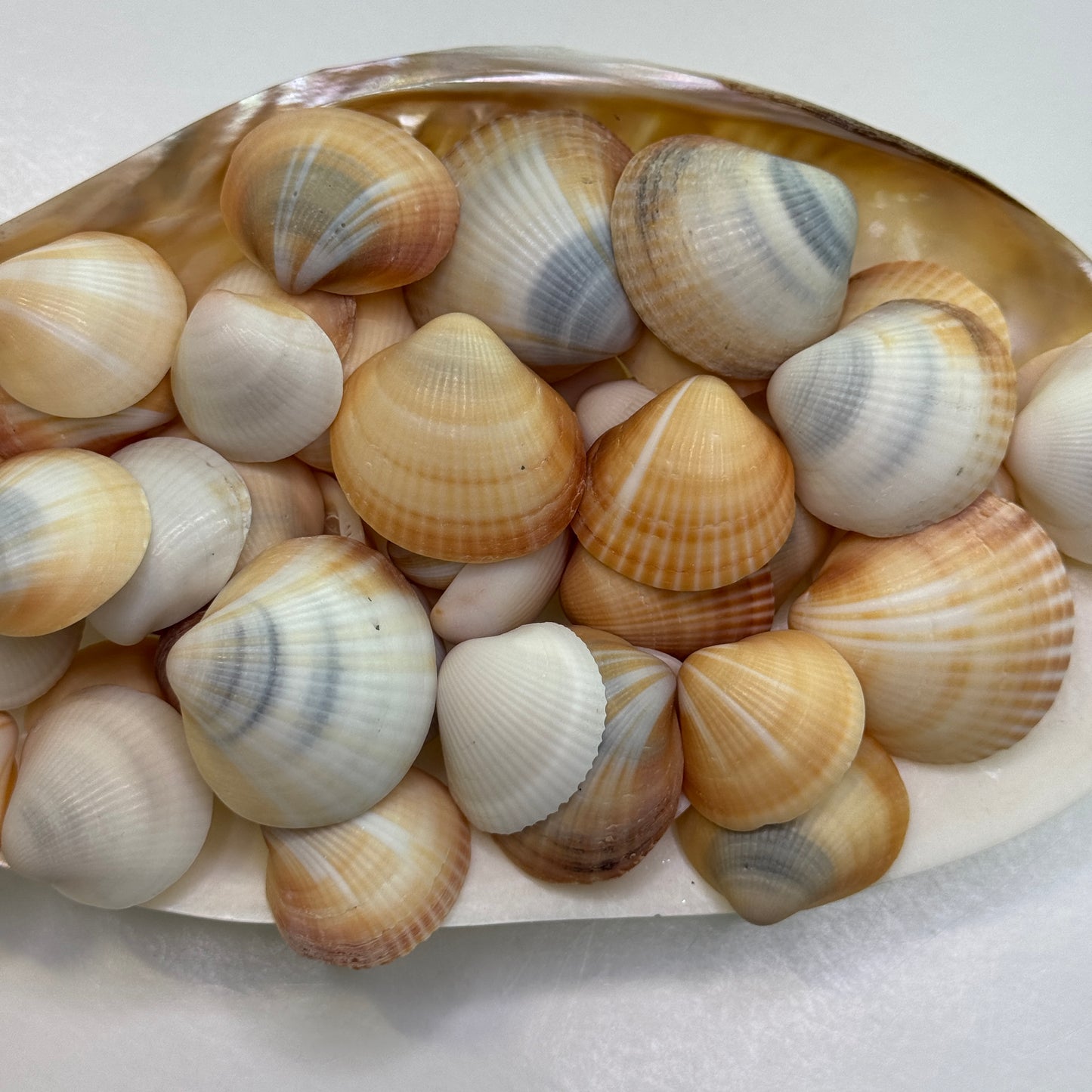 Spectral Bittersweet Clams, nice mix of colorful clam shells, thick-round Florida clam seashells