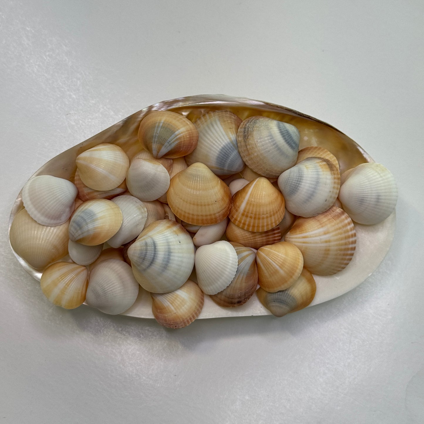 Spectral Bittersweet Clams, nice mix of colorful clam shells, thick-round Florida clam seashells