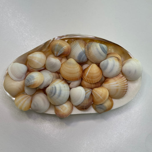 Spectral Bittersweet Clams, nice mix of colorful clam shells, thick-round Florida clam seashells