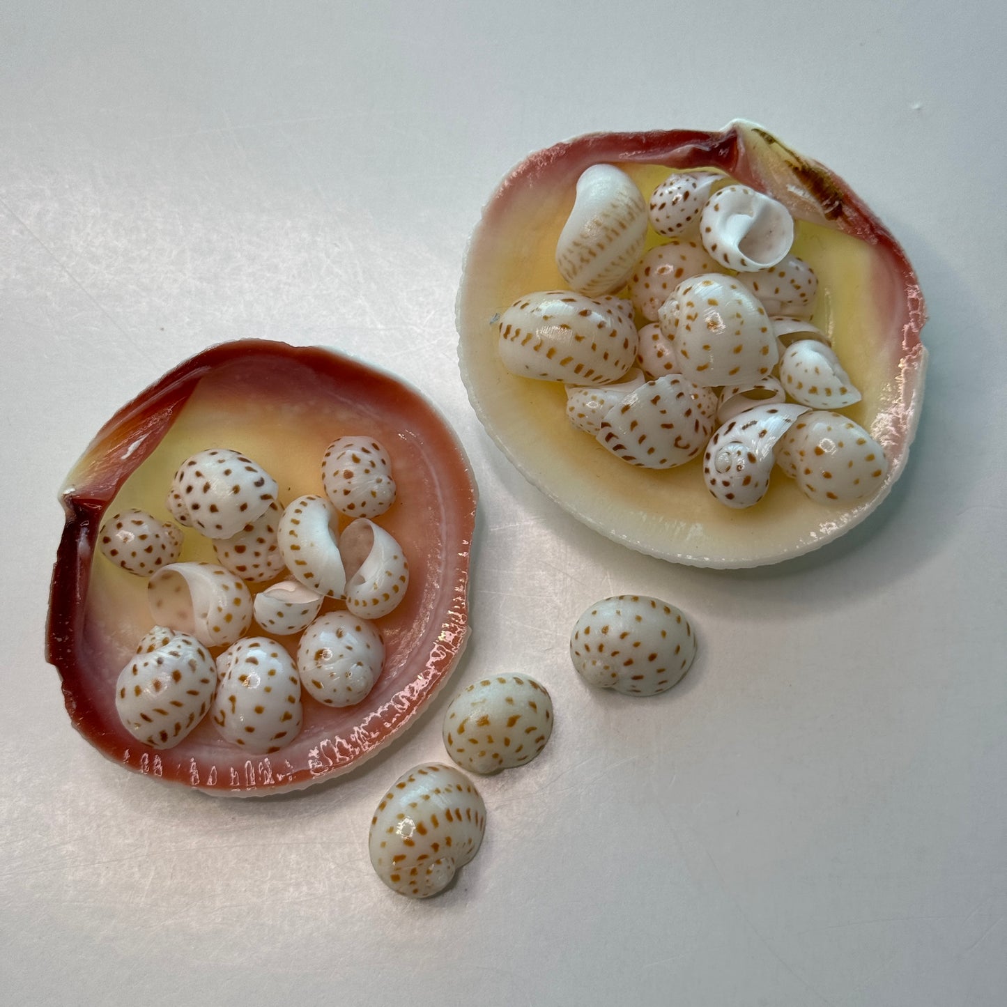Natica Oneida, small lightweight moon snails, spotted natica seashells, seashell crafts, seashell jewelry