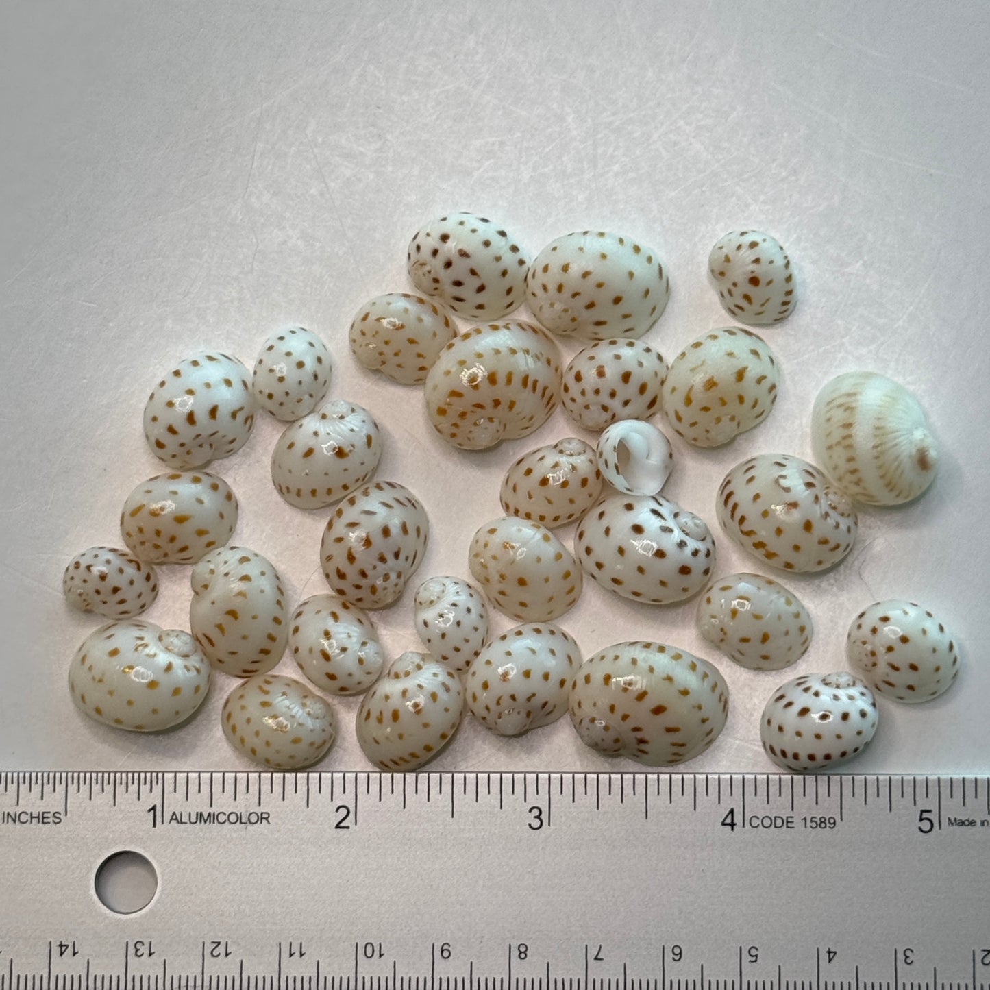 Natica Oneida, small lightweight moon snails, spotted natica seashells, seashell crafts, seashell jewelry