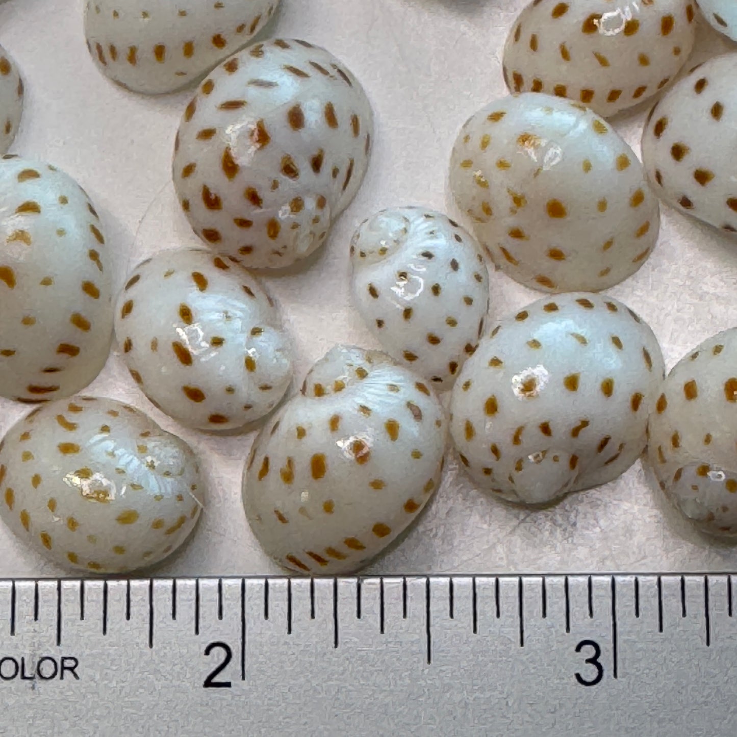 Natica Oneida, small lightweight moon snails, spotted natica seashells, seashell crafts, seashell jewelry