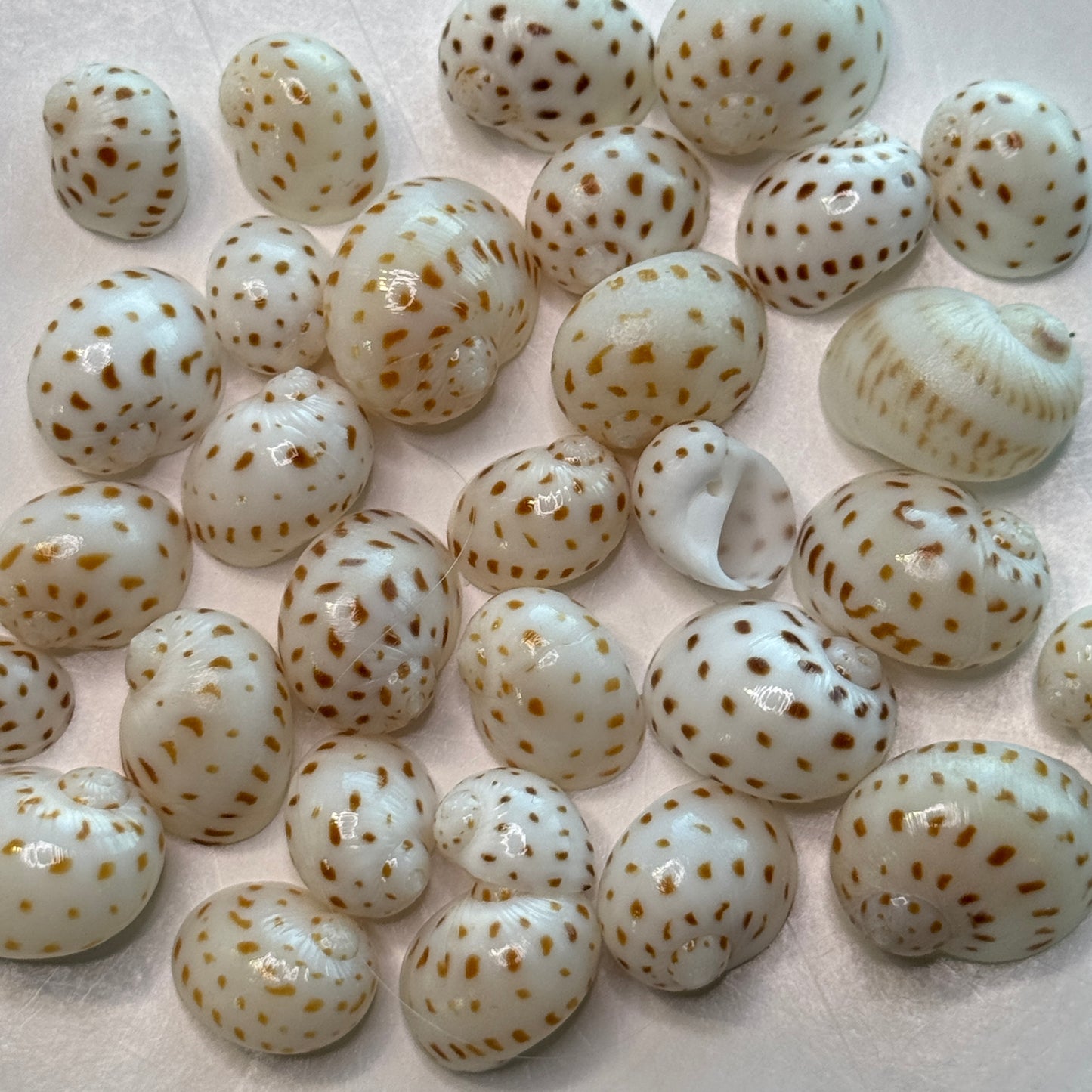 Natica Oneida, small lightweight moon snails, spotted natica seashells, seashell crafts, seashell jewelry