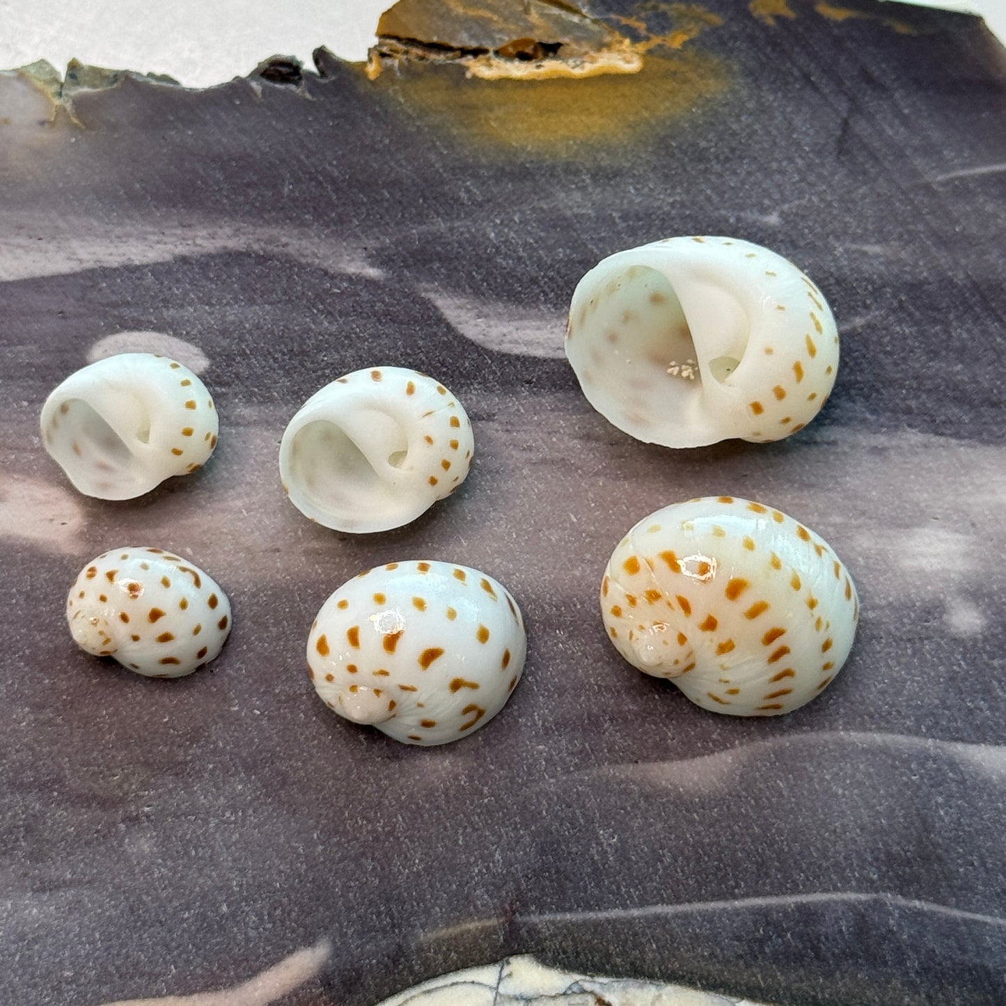 Natica Oneida, small lightweight moon snails, spotted natica seashells, seashell crafts, seashell jewelry